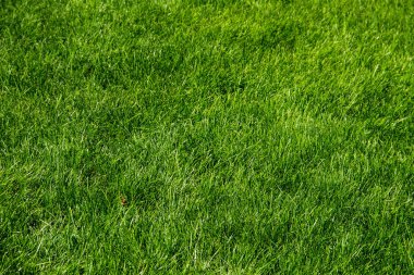 Yeşil Çimen Arkaplanı