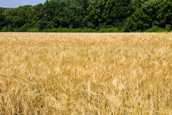 Champ de blé doré mûr — Photo