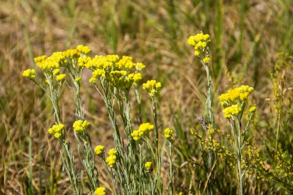 Helichrysum arenarium çayır üzerinde
