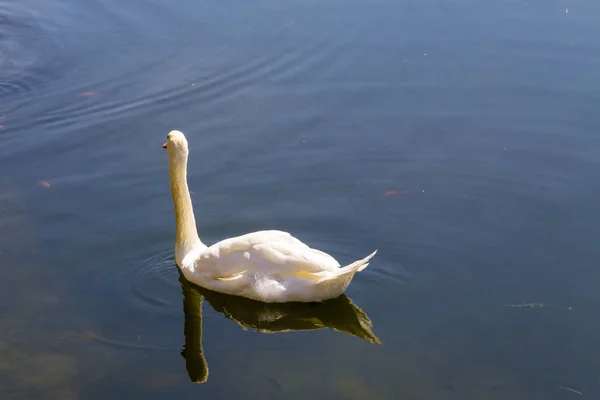 Белый лебедь, плавающий по озеру — стоковое фото
