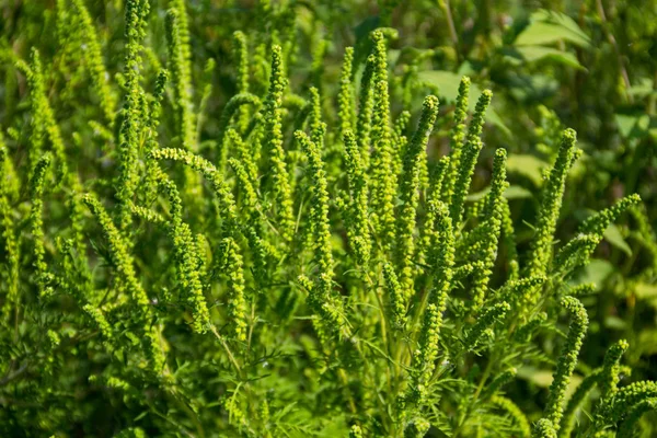 Gröna ragweed växter — Stockfoto