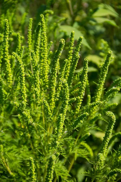 Grüner Ragweed — Stockfoto