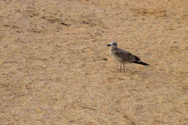 Seagull on sand beach — Stock Photo, Image