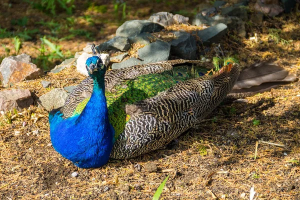 Peafowl indiano ou pavão azul (Pavo cristatus) — Fotografia de Stock