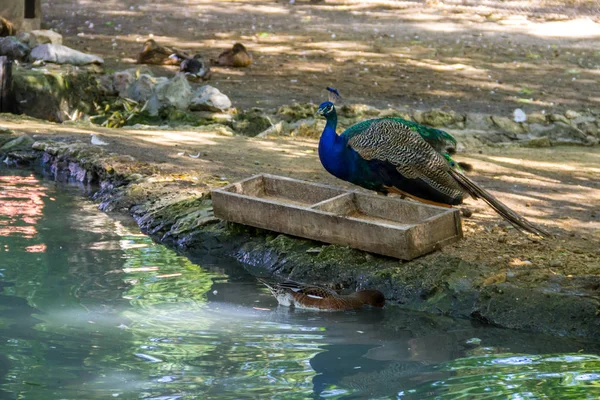 印度的孔雀鸟或蓝孔雀(Pavo cristatus)) — 图库照片