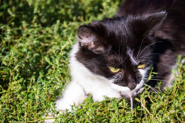 Chat mignon attrapé une souris et tient dans les dents en plein air — Photo