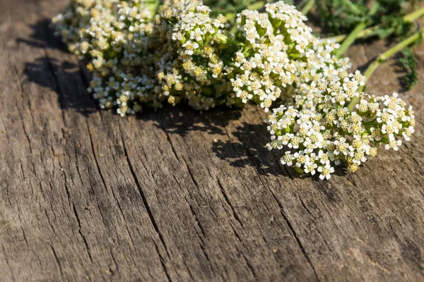 Fleurs d'achillée blanche (Achillea millefolium) sur fond en bois — Photo