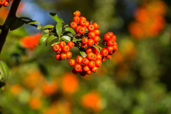 火的橙秋季浆果与绿叶 — 图库照片