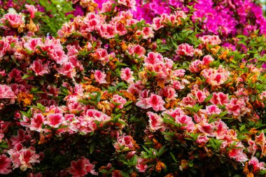 Bahçede güzel açan pembe rhododendron