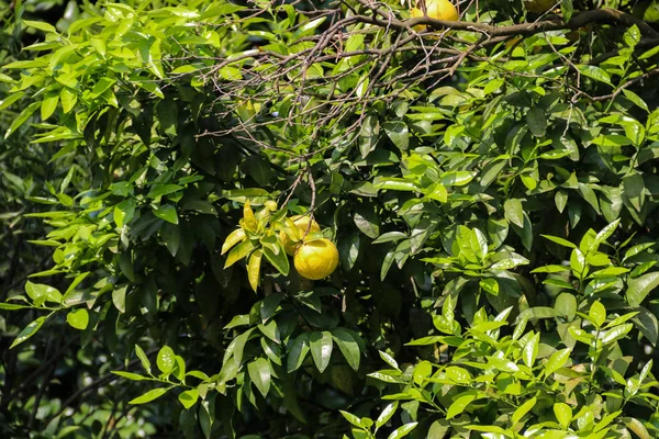 Hermoso árbol cítrico con frutas maduras de cerca —  Fotos de Stock