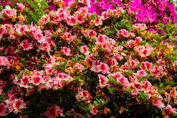 Hermoso rododendro rosa floreciente en el jardín — Foto de Stock