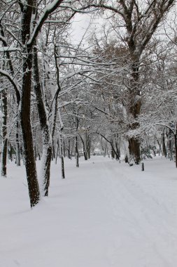 Şehir parkında kış manzarası