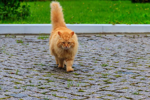 Χνουδωτή κοκκινομάλλα γάτα που περπατάει στο πεζοδρόμιο — Φωτογραφία Αρχείου