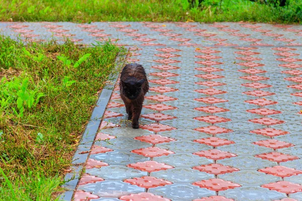 Мокрая бездомная черная кошка на тротуаре во время дождя. Концепция защиты бездомных животных — стоковое фото