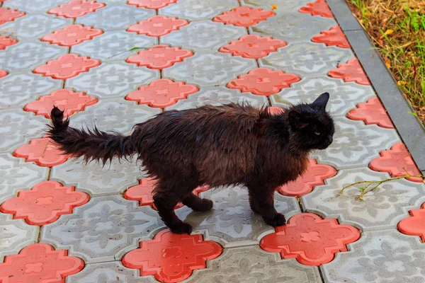 비가 오고 있을 때 길가에는 젖어 있는 검은 고양이가 있었다. 집없는 동물을 보호 한다는 개념 — 스톡 사진