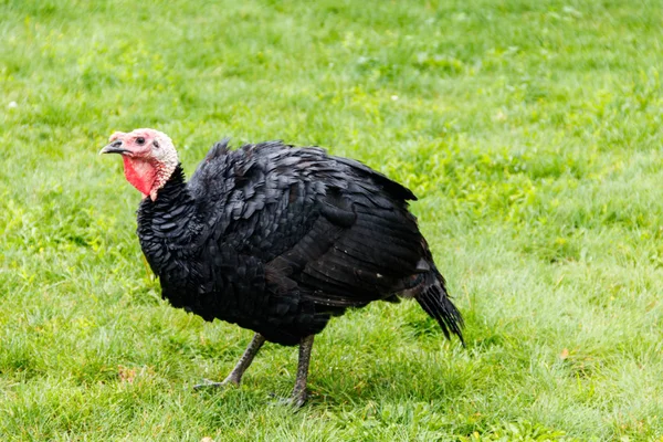 Pássaro de peru no pátio de aves na fazenda — Fotografia de Stock