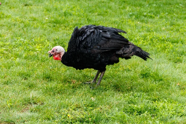 Pássaro de peru no pátio de aves na fazenda — Fotografia de Stock