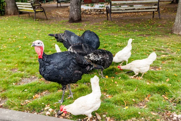 Turkeys and hens on the poultry yard in the farm — Stock Photo, Image