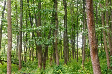 Yazın yeşil bir orman manzarası