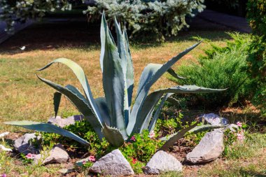 Agave tekilana, yaygın olarak mavi agave (agave azul) veya tekila agave olarak adlandırılır.