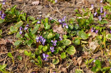Baharda çayırda vahşi menekşeler