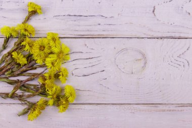 Beyaz ahşap arka planda Coltsfoot (Tussilago farfara) çiçekleri