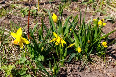 Bahçedeki sarı nergis çiçekleri. Çiçek tarhında güzel narsisler