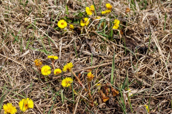 Coltsfoot flor (Tussilago farfara) en el prado —  Fotos de Stock