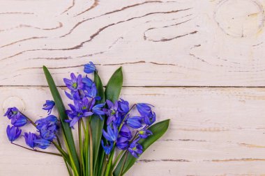 Beyaz ahşap arka planda mavi scilla çiçekleri