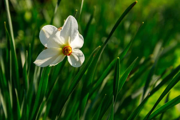 White narcissus flower on flowerbed in garden. Narcissus poeticus — Stock Photo, Image