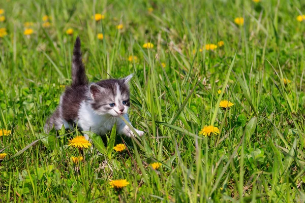 Petit chaton en fleurs jaunes de pissenlit. Jeune chat sur prairie verte — Photo