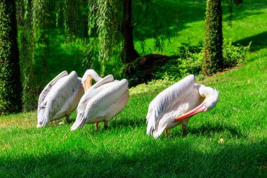 Büyük beyaz pelikan sürüsü (Pelecanus onocrotalus) ayrıca bir göl kıyısındaki doğu beyaz pelikan, pembe pelikan veya beyaz pelikan sürüsü olarak da bilinir.