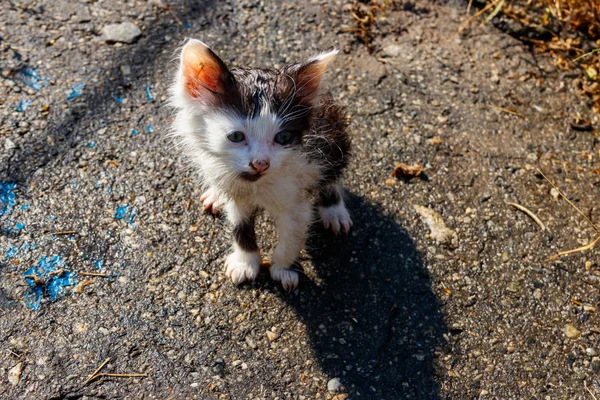 비오고 나서 길에서 슬픈 고양이를 길들였지. 집없는 동물을 보호 한다는 개념 — 스톡 사진