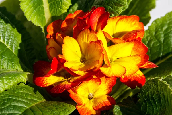 Närbild av gul-röda primula acaulis blommor — Stockfoto