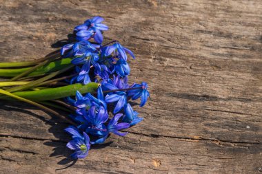 Kırsal ahşap arka planda mavi scilla çiçekleri