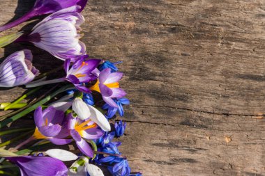 First spring flowers on rustic wooden background