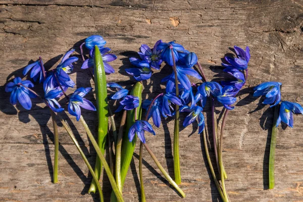 Azul scilla flores no fundo de madeira rústica — Fotografia de Stock