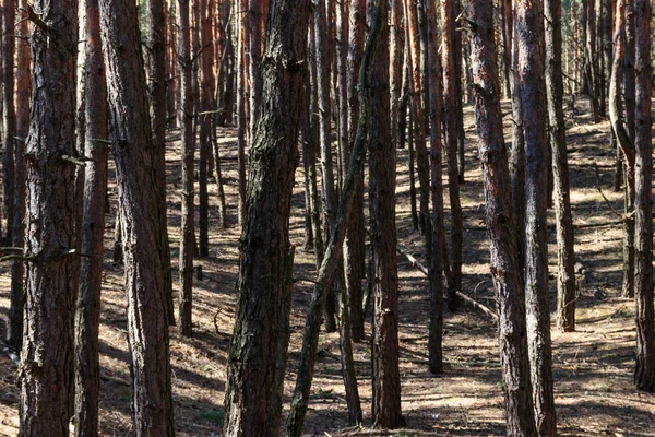 Pinos altos en el bosque de coníferas — Foto de Stock