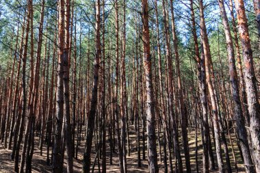 Uzun boylu çam ağaçlarının iğne yapraklı orman