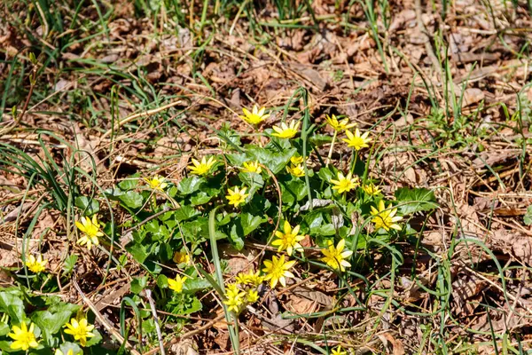 Mariposas amarillas en el prado —  Fotos de Stock