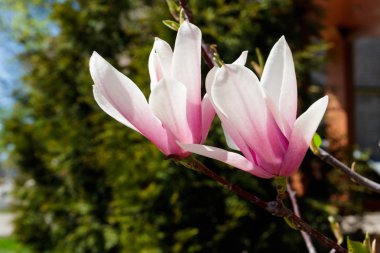 Ağaç dalında pembe manolya çiçeği