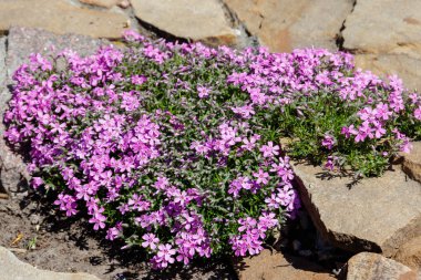 Sürünen phlox (Phlox subulata) veya yosun phlox flowerbed üzerinde