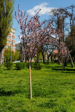 Parkta çiçek açan küçük pembe elma ağacı.