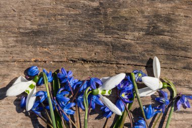 First spring flowers on rustic wooden background