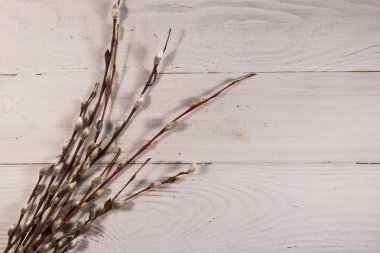 Beyaz ahşap arka planda amcık söğüdü dalları. Üst görünüm, alanı kopyala