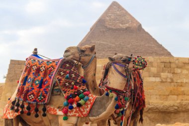 Giza üzerinde iki deve arka plan piramit