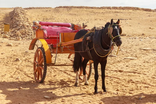 Carro da cavallo nel deserto — Foto Stock