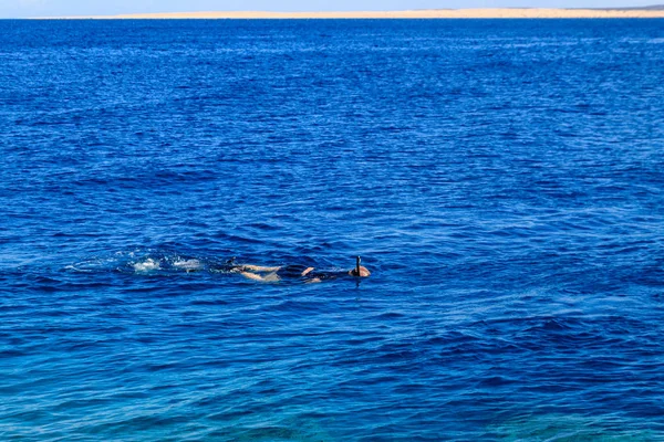 Mann schnorchelt über Korallenriff im Roten Meer — Stockfoto