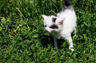 Yeşil çim de küçük kedi