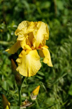 Bahçedeki çiçek tarhında güzel bir iris çiçeği